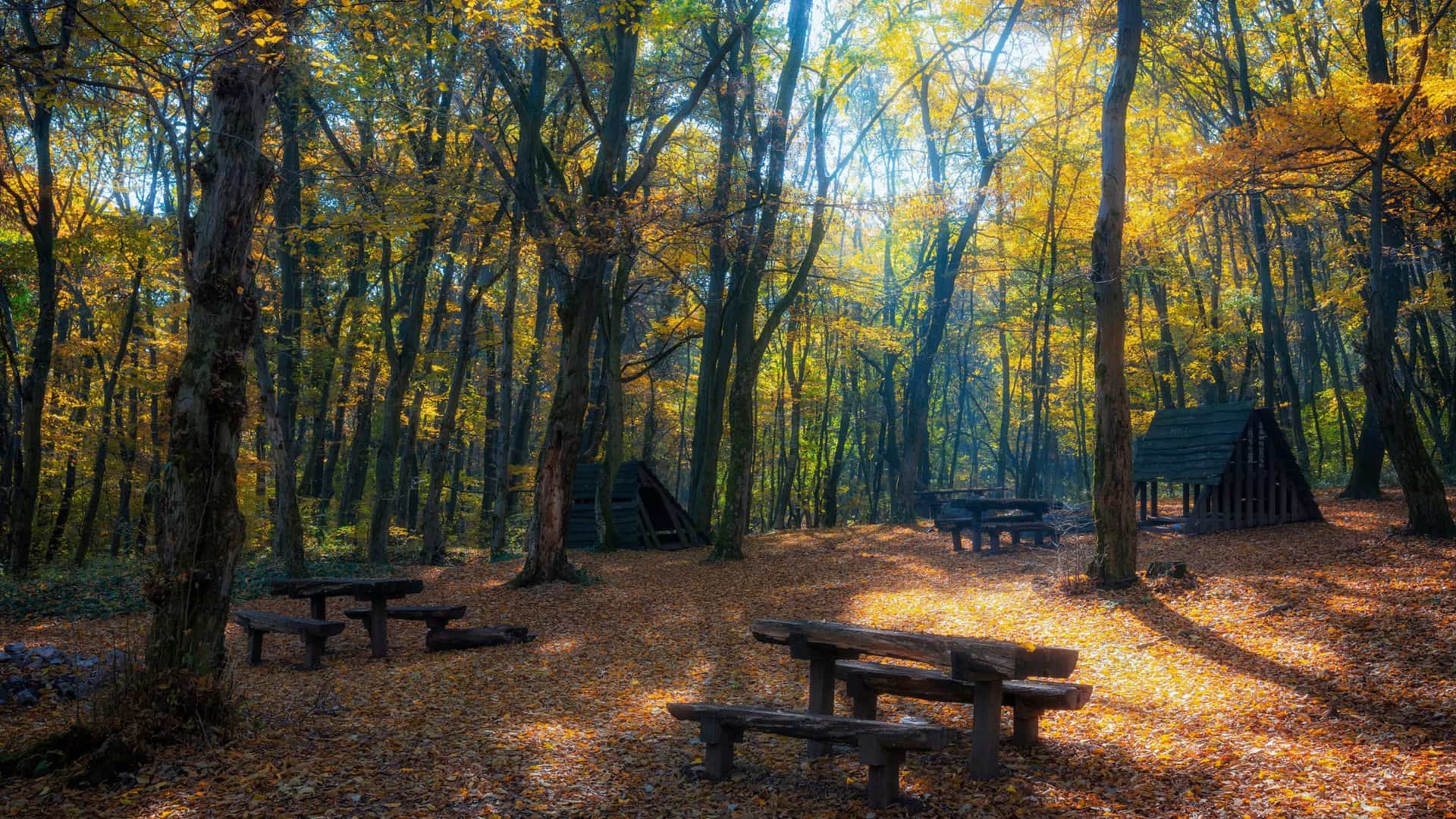 A group of picnic tables in a wooded area.